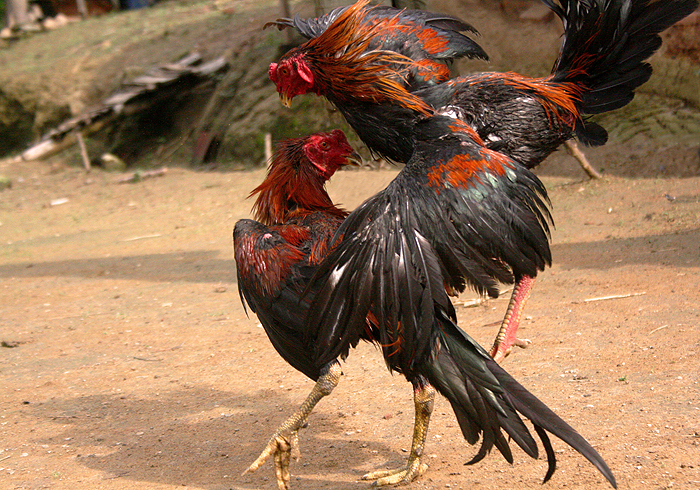 Ayam Tarung S128