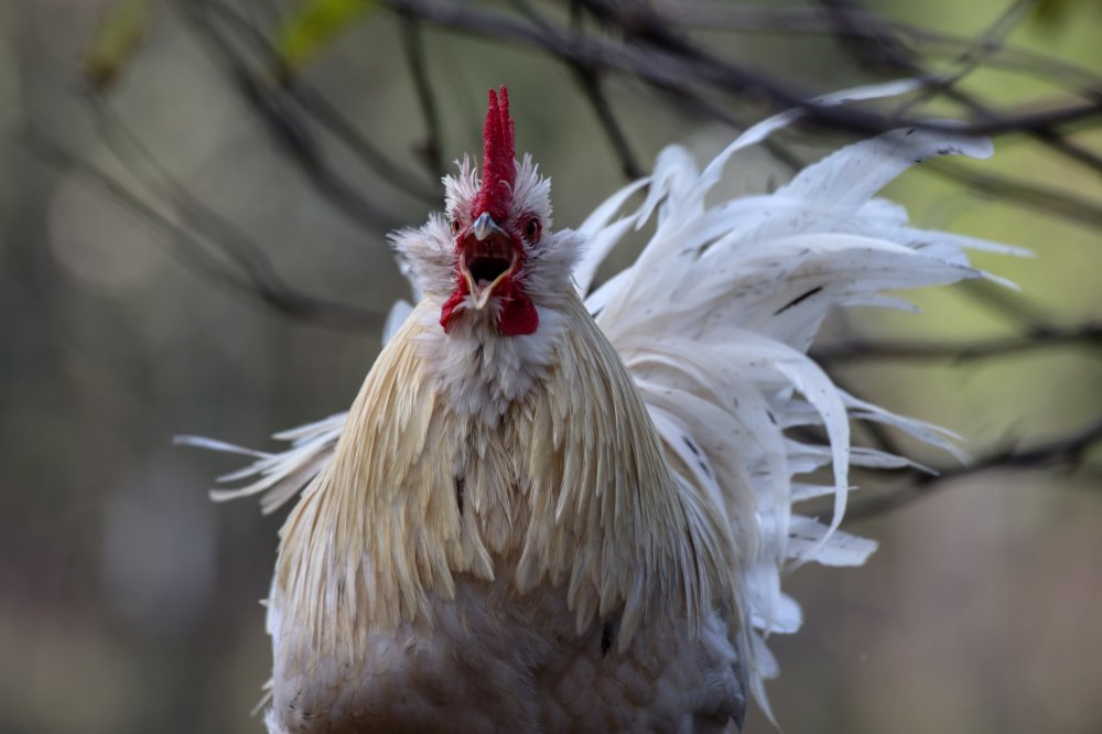 Memainkan Permainan Sabung Ayam Online S1288